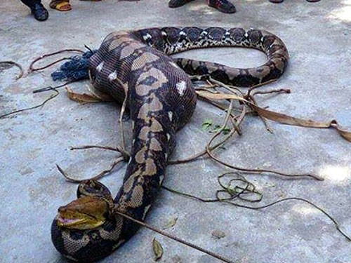 Nhieu tran quy trong sach do Viet Nam bi xe thit