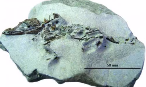 Phát hiện cá sấu tí hon trong khối đá, nghi sinh vật kỳ lạ Phat hien ca sau ti hon trong khoi da, nghi sinh vat ky la