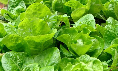 Loai rau duoc xem la than duoc ma ai cung tho o