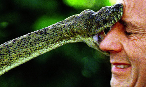 Chup tu suong voi ran va cai ket tham khoc