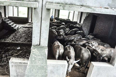 Những căn nhà gây sốt thời nào giờ là nơi tránh nắng yêu thích của trâu bò.