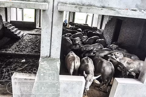 Những căn nhà gây sốt thời nào giờ là nơi tránh nắng yêu thích của trâu bò.