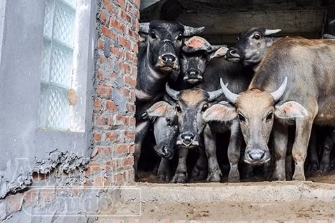 Khi ước mơ có một ngôi nhà với không ít người vẫn còn rất xa với. Những khu đô thị bỏ hoang này là sự lãng phí quá lớn...