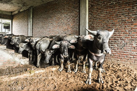 Sau nhiều năm bỏ hoang, những dãy nhà liền kề được xây xong phần thô trở thành nơi để trâu bò, tránh nắng, nghỉ ngơi. Câu chuyện nghe tưởng thật như đùa...