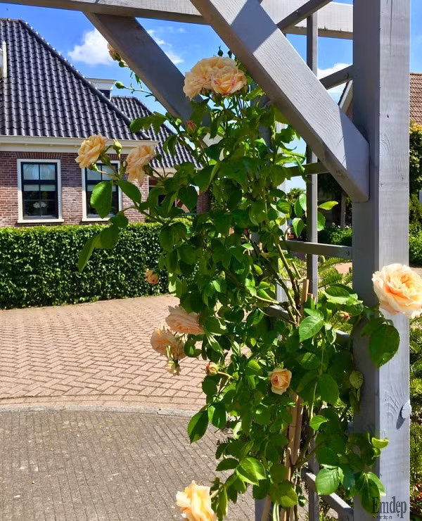 Quanh nhà trồng rất nhiều loại hoa, chị cùng chồng tự thiết kế khu vườn thành nơi trăm hoa đua nở. Buổi sáng thức dậy, chị thường ngồi thưởng trà ở vườn trước với góc ngồi kiểu Châu Âu sang trọng, vườn sau được chị tạo góc ngồi kiểu Châu Á gần gũi.