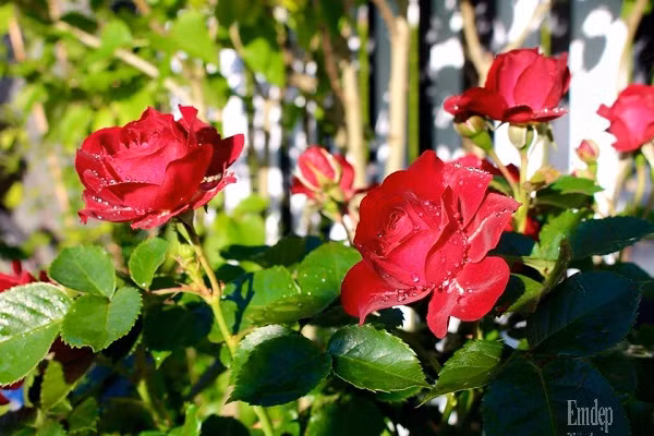 Hoa hồng nhung (Palace) hợp thời tiết và có tuổi thọ khá lâu nên form rất đẹp, màu sắc khá nổi bật.