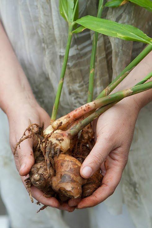 Đặt chậu ở những nơi có ánh sáng với nhiệt độ khoảng 24-290C. Tưới nước nhẹ 2-3 lần/ngày đủ ẩm. Tránh chôn sâu củ gừng giống sẽ khiến bị úng nước, dễ thối củ. Nếu muốn sử dụng củ gừng thì cây được 5-6 tháng là có thể đào lấy củ. Khi đào phải nhẹ tay tránh làm đứt rễ, trầy củ, tạo vết thương khiến sâu bệnh dễ xâm nhập.