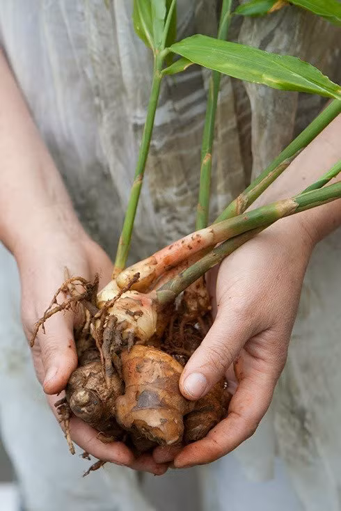 Đặt chậu ở những nơi có ánh sáng với nhiệt độ khoảng 24-290C. Tưới nước nhẹ 2-3 lần/ngày đủ ẩm. Tránh chôn sâu củ gừng giống sẽ khiến bị úng nước, dễ thối củ. Nếu muốn sử dụng củ gừng thì cây được 5-6 tháng là có thể đào lấy củ. Khi đào phải nhẹ tay tránh làm đứt rễ, trầy củ, tạo vết thương khiến sâu bệnh dễ xâm nhập.