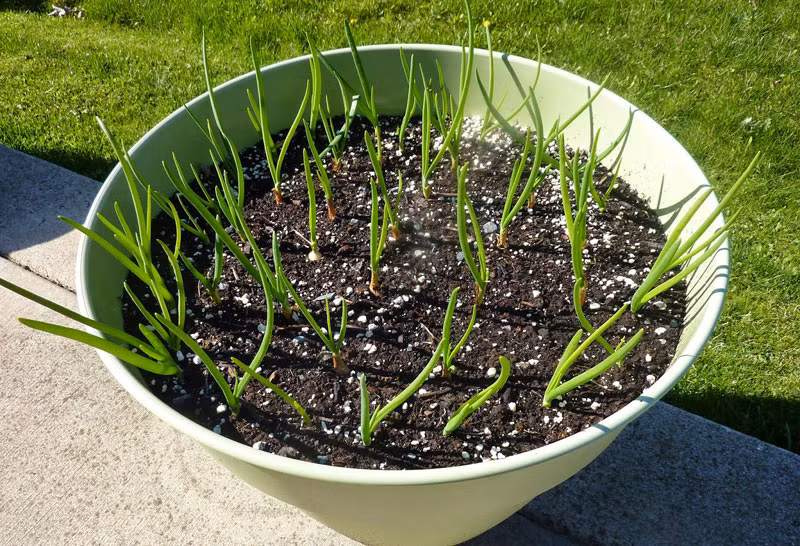 Trồng phần rễ hành vào trong chậu sao cho thân hành để lộ 2-3cm trên mặt đất. Hàng ngày tưới nước đủ ẩm cho cây và làm cỏ kịp thời để không ăn hết chất dinh dưỡng của hành. Sau 30 - 40 ngày, bạn đã có thể cắt lá ăn dần và tiếp tục tưới nước, bón phân cho chậu cây.