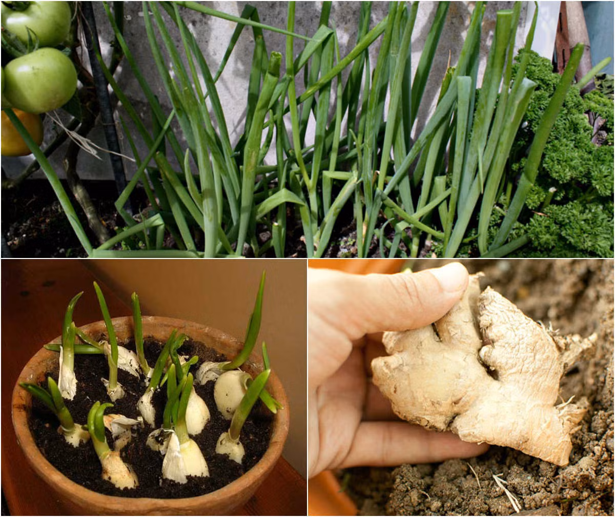 Hành, gừng, tỏi là ba loại gia vị thiết yếu thường xuyên "góp mặt" trong bữa ăn hàng ngày của các gia đình Việt. Trong khi đó, trồng cây gia vị trong nhà bếp hiện đang là xu hướng hiện được các bà nội trợ yêu thích. Việc tự tay trồng những loại rau gia vị giúp quanh năm có sẵn nguyên liệu chế biến các món ăn vừa sạch, vừa tiện, vừa tiết kiệm. Chỉ cần thực hiện theo hướng dẫn cách trồng và chăm sóc ba loại gia vị cơ bản dưới đây là bạn sẽ có ngay một vườn rau gia vị ở ngay trong căn bếp xinh xinh của mình.