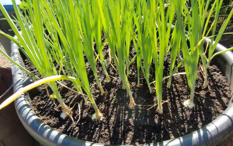 Hành lá thích hợp trồng ở đất nhiều mùn, thoát nước tốt. Khi trồng cần tiến hành cắt phần trên lá của hành để nấu ăn và giữ lại phần gốc màu trắng.