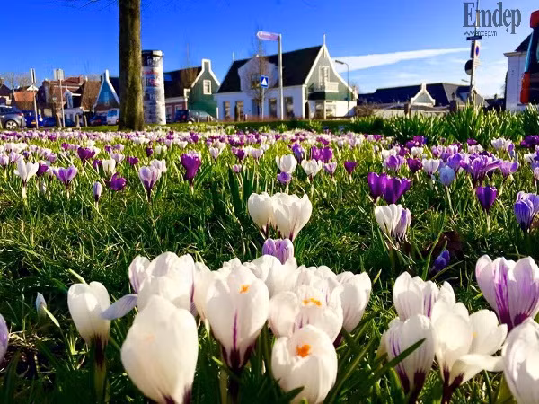 Tổ ấm của chị Lips Phạm nằm ở ngôi làng xinh xắn, bình yên Beemster, Hà Lan, cách Amsterdam 30km về phía Bắc. Làng Beemster được biết đến với nghề nông nghiệp nổi tiếng với phô mát, trồng hoa và rau củ quả. Chính vì thế, khi sống trong ngôi làng này, chị Lips cũng đã tạo cho mình một vườn hoa với cỏ cây, rực rỡ ngát hương của hoa lá suốt bốn mùa.