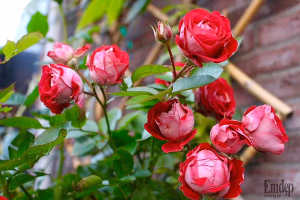 Những bông Roos Osiria luôn tạo được điểm nhấn khác biệt cho khu vườn.