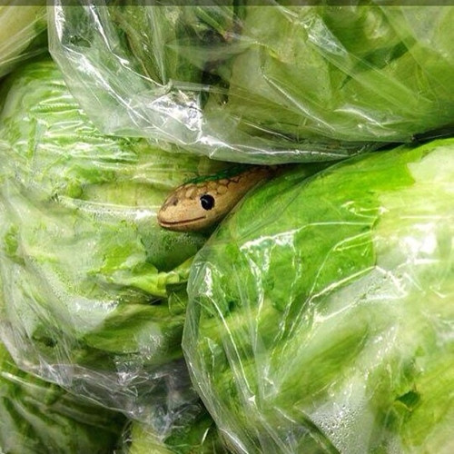 Chú rắn này sẽ trở thành trò đùa kinh dị cho bạn nào yếu tim Giấu một chú rắn nhỏ (bằng gỗ) ở một gốc nguy hiểm nào đó mà họ hay nhìn, hoặc ở trong tủ lạnh. Chắc chắn “nạn nhân” sẽ hét toáng lên vì sợ, sau đó là “tức chết” vì biết mình bị lừa "ăn" Cá tháng tư.