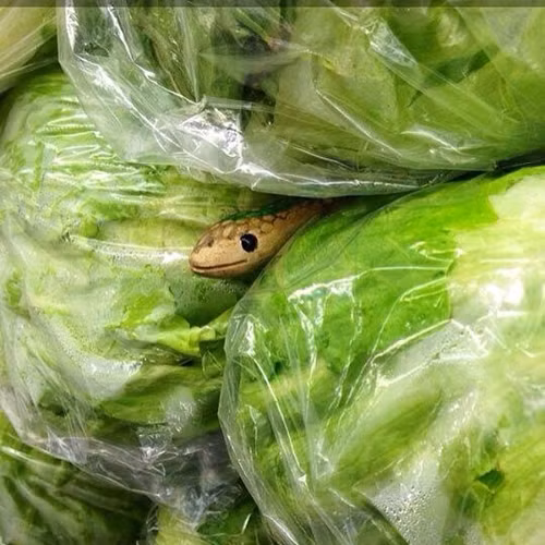 Chú rắn này sẽ trở thành trò đùa kinh dị cho bạn nào yếu tim Giấu một chú rắn nhỏ (bằng gỗ) ở một gốc nguy hiểm nào đó mà họ hay nhìn, hoặc ở trong tủ lạnh. Chắc chắn “nạn nhân” sẽ hét toáng lên vì sợ, sau đó là “tức chết” vì biết mình bị lừa "ăn" Cá tháng tư.