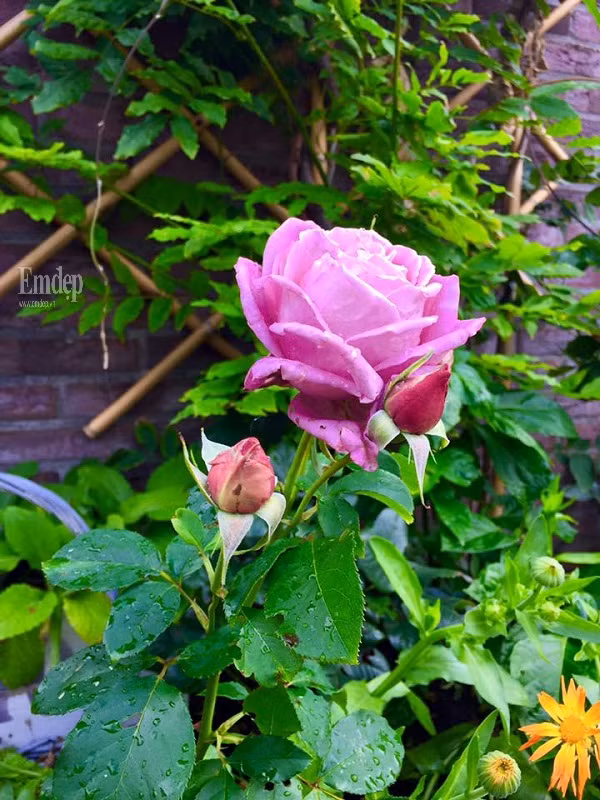 Ngôi nhà của chị cũng giống bao ngôi nhà khác trong làng với hoa lá và hương thơm từ rất nhiều loài hoa. Chỗ nào có đất là chỗ đó có hoa nở. Chị Lips Phạm thường chăm chút cho khu vực hàng rào, cổng, lối đi vào nhà, tường nhà và khu vực vui chơi, patio nhỏ xinh của gia đình.