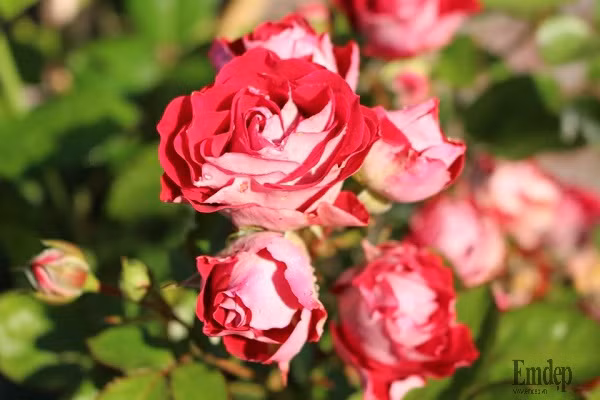 Chị Lips Phạm chia sẻ, chị đã bắt đầu trồng cây và hoa quanh nhà cách đây 4 năm, khi gia đình chị sở hữu một ngôi nhà xinh xắn cùng mảnh vườn rộng rãi.