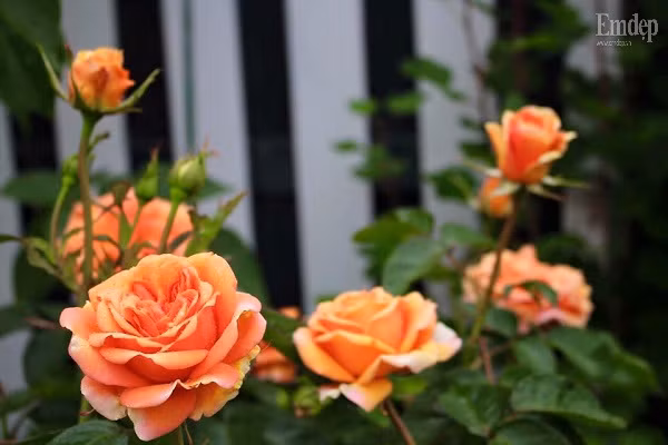 Mọi góc trong vườn đều có sự hiện diện của hoa hồng.