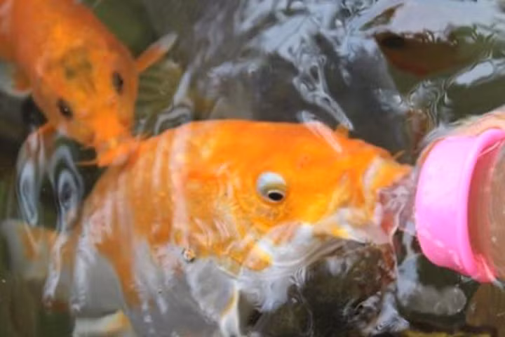 Ba dao nhung chieu chan nuoi cuc doc cua dan Viet-Hinh-3