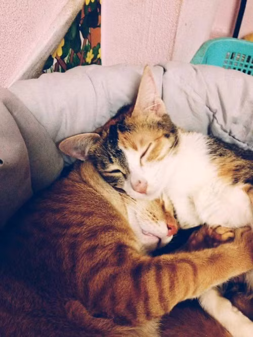 Nhiều cư dân mạng khi thấy hình ảnh ông bố mèo đảm đang như "được lời cởi tấm lòng", chia sẻ nhiều câu chuyện, khoảnh khắc hạnh phúc của những cặp "vợ chồng mèo" khác chăm con đầy xúc động và có phần hài hước: