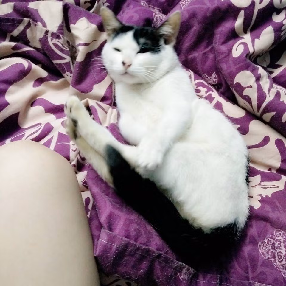 Xem xong những khoảnh khắc ông bố mèo biết chăm vợ vượt cạn, facebooker Bạch Dương bày tỏ: "Đáng yêu quá. Thằng mèo nhà em thì khổ, cái cổ rụt rè đến nỗi già rồi chưa có mảnh tình vắt vai. Muốn tìm cho em nó một con vợ hoặc cơn mưa ngang qua mà em cũng không thạo ạ. Xin chỉ giáo cho em để thằng mèo nhà em có vợ đẹp, con xinh như bố mèo kia".