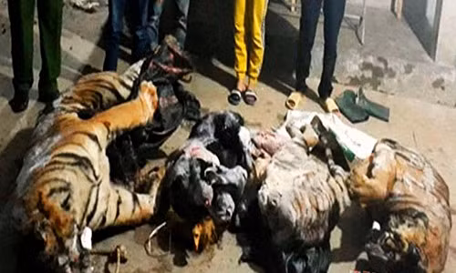 Tim thay 2 con ho nang 300 kg trong trang trai bo