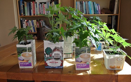 1. Chuẩn bị: - Vỏ hộp sữa (có thể chọn các loại vỏ hộp với màu sắc và kích thước khác nhau) - Đất trồng - Hạt giống hoặc những cây giống - Màu, băng dính, giấy dán, kéo, tuốc nơ vít.