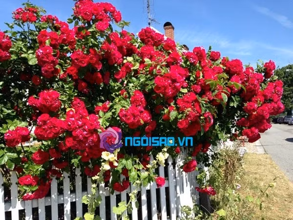 Phòng khách, phòng đọc sách với những khung cửa kính nhìn ra vườn hoa và ra biển. Hai vợ chồng Đoan Trang rất thích ngồi đọc sách và ngắm hoa, ngắm biển.