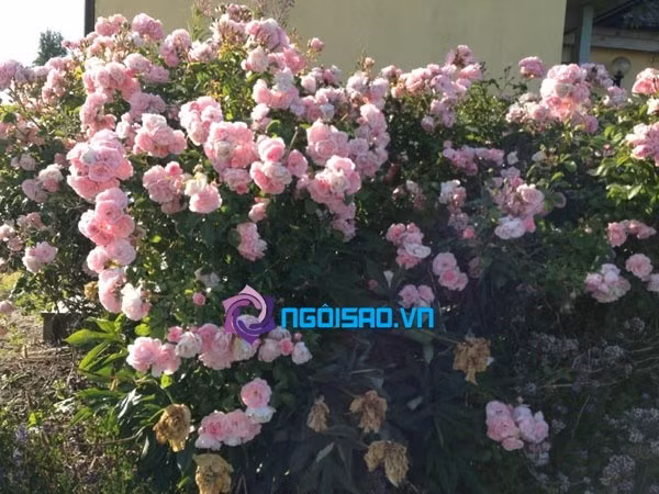 Những khóm hoa hồng đua nhau nở bung, khoe sắc.