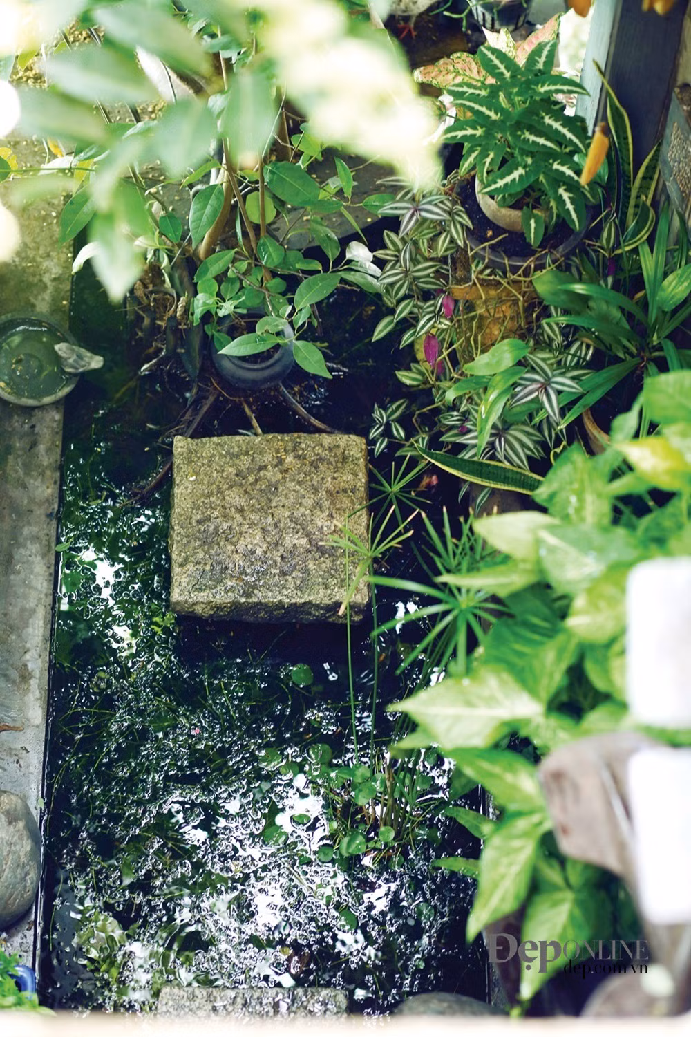 Trong khi đó, mỗi không gian lại mang một màu sắc hoàn toàn khác. Tầng một là nơi để vẽ, sáng tác và trưng bày tranh. Tầng hai như một khu vườn thu nhỏ với đủ loại cây, hoa và vô cùng thú vị khi có những bạn nhỏ của chủ nhà là: bồ câu, chim két, rùa, mèo và cả mấy chú heo – chung sống hòa bình cùng nhau.