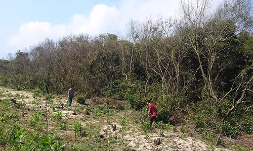 Rung de nghin nam tuoi bi “xe thit” cho du an san golf