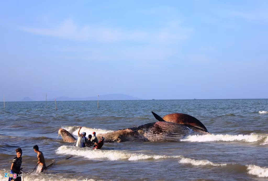 Nhóm ngư dân tìm cách móc dây vào đuôi để kéo xác cá.