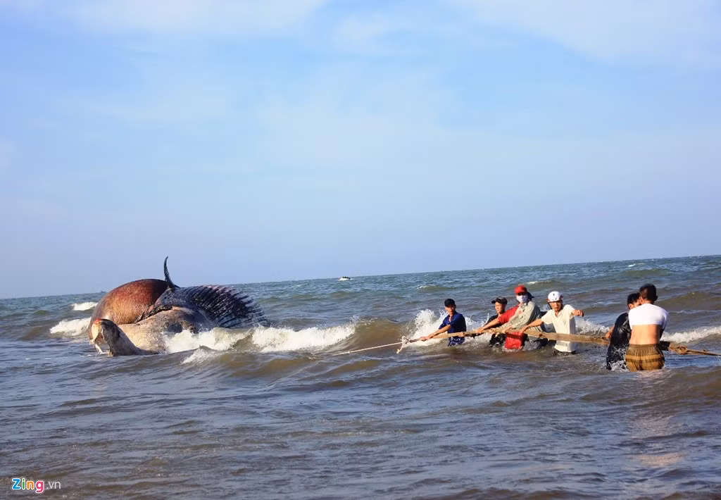 Đến hơn 17h, xác cá voi chỉ còn cách bờ biển khoảng 30 m.