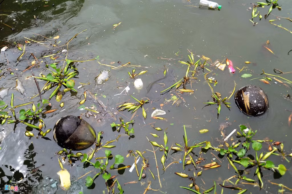 Sau thử nghiệm, độ PH kiềm, nồng độ TSS, BOD, COD... và mật độ coliform trong các hồ giảm, thông số thuỷ lý hoá không vượt ngưỡng, các loài sinh vật, thuỷ sinh sinh trưởng và phát triển tốt.