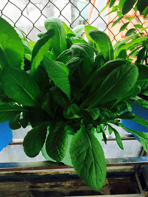 Một khóm rau cải xanh tốt, mơn mởn lá non.