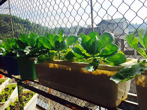 Bắp cải lại giống cây ưa sáng, được đặt ở nơi có nhiều ánh nắng.