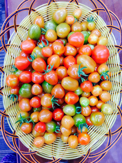 Rổ cà chua bi chi chít quả chín đỏ và hấp dẫn.