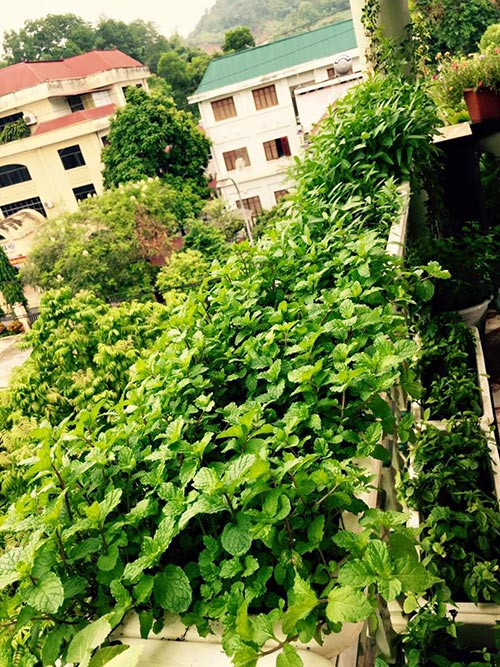 Nơi trồng đủ các loại rau gia vị: húng, mùi,...