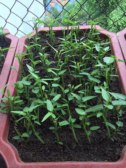 Rau muống được cấy trong chậu nhựa từ hốc rau có sẵn.