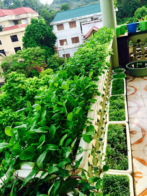 Tự mình làm tất cả Từ khi trồng rau quả, mọi hoạt động gieo trồng và chăm sóc đều tự tay chị Hòa đảm nhiệm. Trong đó, khâu vận chuyển đất từ dưới lên tầng thượng mất khá nhiều công sức. Đối với việc làm đất, chị trộn đất phù sa với hỗn hợp mùn trấu hun, trấu sống và mùn dừa, phân gà. Riêng hạt giống, chị đặt mua và tự gieo nảy mầm. Cây ra 6 lá, chị tách chúng sang chậu nhỏ để sinh trưởng tốt hơn. Chị kể: “Vụ đông năm ngoái, mình trồng 26 cây cà chua bi cho quả sai trĩu. Khi thu hoạch, mình hái được gần 20kg cà chua ăn sống và làm salad”.