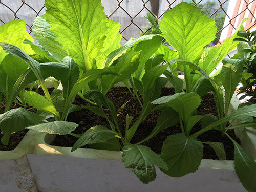 ...nên ưu tiên gieo trồng các giống cải đặc trưng thích hợp khí hậu vùng núi.