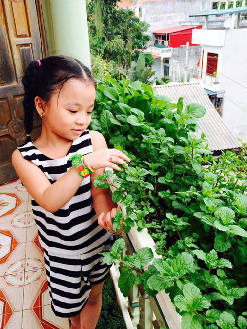 Trồng rau vì sức khỏe gia đình Chia sẻ lý do trồng rau quả sạch, chị Hòa Nguyễn (45 tuổi- Bắc Kạn) cho biết: “Từ nhỏ, mình đã có niềm đam mê trồng hoa cỏ và rau quả. Lập gia đình, mình không có thời gian tiếp tục thực hiện đam mê đó. Hầu hết, thực phẩm phục vụ bữa ăn hằng ngày thường được mua ở chợ hoặc siêu thị. Gần đây, báo đài thông tin rau bẩn, nhiễm hóa chất được bày bán tràn lan khiến mình hoang mang lo sợ. Từ đó, mình quyết tâm dành thời gian trồng rau sạch, đảm bảo sức khỏe cho các con và gia đình”. Không có diện tích đất vườn, chị Hòa đã tận dụng khoảng trống rộng chừng 35-40m vuông trên các thành ban công tầng tum để trồng rau quả. Chị cho hay, ngôi nhà có mái che nhưng do diện tích rộng nên tất cả thành tường ban công được sử dụng để lấy nắng hắt và ánh sáng.