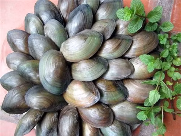  Trai hến nhiễm độc xảy ra khi tiếp nhận các chất kim loại nặng từ nước như thủy ngân, catmi và chì... vốn là những sản phẩm của các ngành công nghiệp.