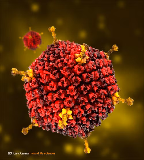 Trong trai, hến có chứa virut Adenovirus có thể gây ra các chứng bệnh ở như tiêu chảy, phát ban và viêm phổi. Virus này làm tăng nguy cơ mắc các chứng viêm nhiễm ở con người.