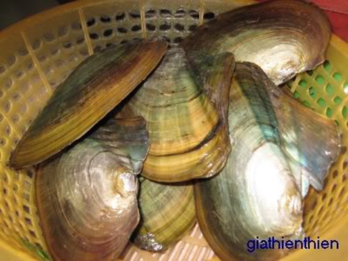 Không nên chọn các con có vỏ bị sứt sát, vỡ, dập, nát, bởi vì những con như vậy dễ bị nhiễm các loại vi khuẩn không tốt cho sức khỏe.