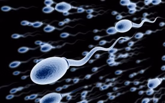 Ngoài ra, kẽm còn là thành phần quan trọng tạo nên tinh dịch, tăng cường khả năng sinh lý nam giới.