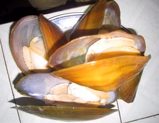 Cần loại bỏ “túi phân” trai là nơi chứa chất cặn bã chưa kịp thải của trai sẽ giảm thiểu được rủi ro trúng độc cho người ăn.