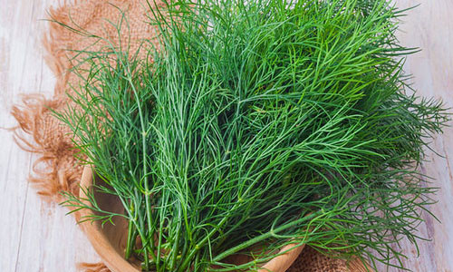 Cong dung phong benh bat ngo cua cay thi la