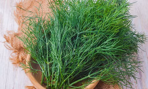 Cong dung phong benh bat ngo cua cay thi la