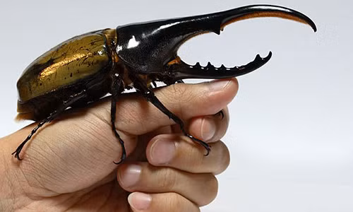 Sinh vat ky di ngo ngoay gay xon xao mang